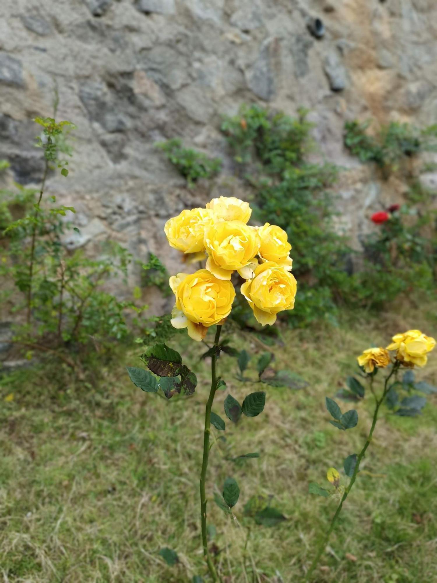 Kodai Riya Paradise Кодайканал Екстер'єр фото