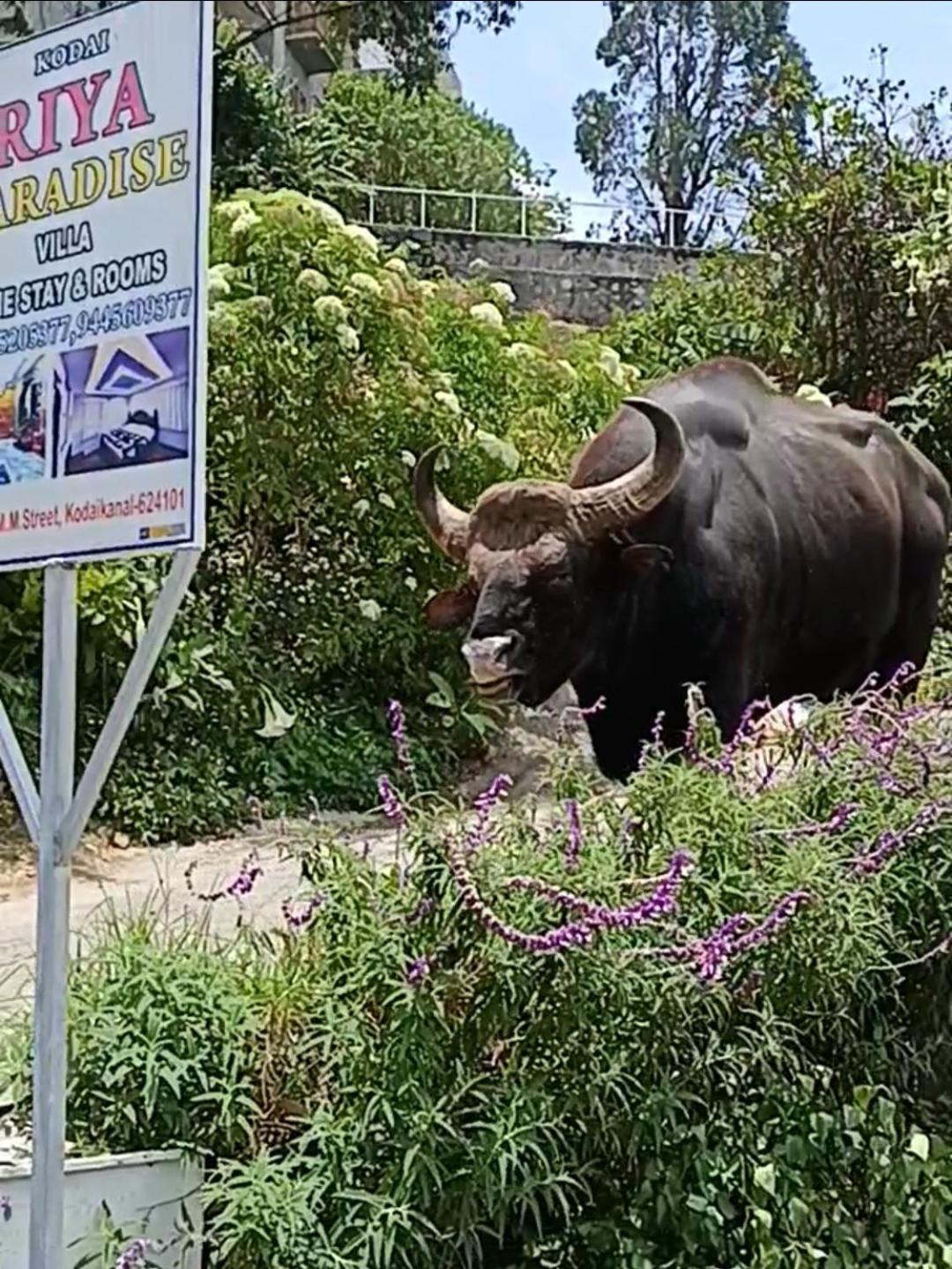 Kodai Riya Paradise Кодайканал Екстер'єр фото